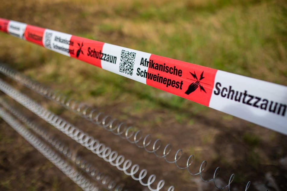 In den Königshainer Bergen wurde ein ASP-infiziertes Wildschweins entdeckt. (Symbolfoto)