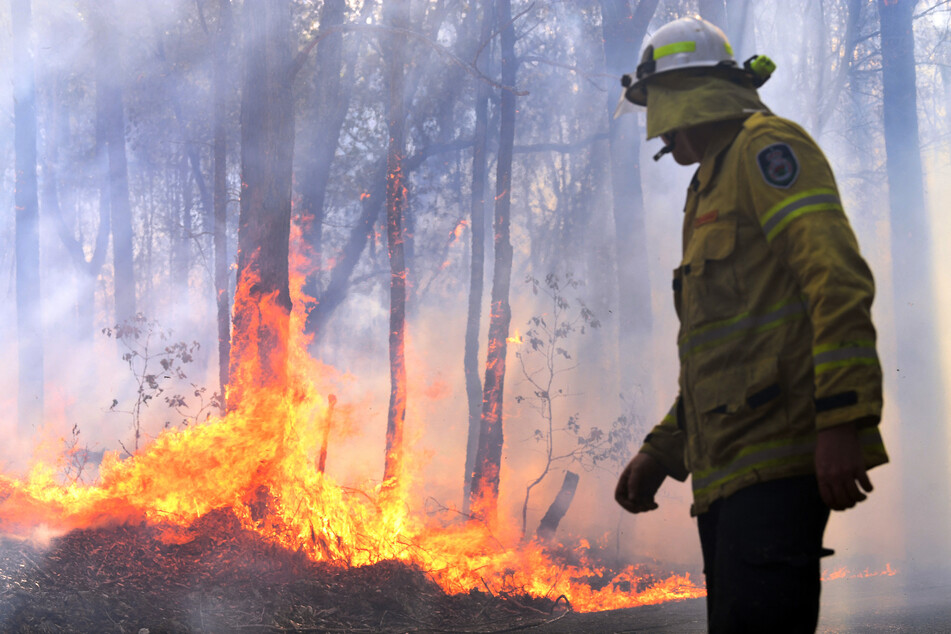 Vor allem die verheerenden Buschfeuer im Sommer 2019/2020 trugen erheblich zur Dezimierung der possierlichen Eukalyptus-Esser bei.