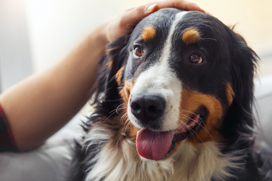 Körperliche und geistige Auslastung sind für Deinen Hund auch in der Corona-Isolation wichtig.