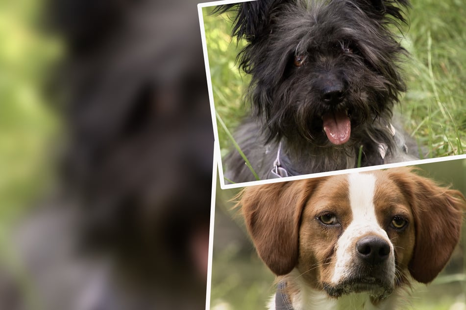 Herzergreifende Hunde-Schicksale: Othellos Besitzer ist gestorben, Charly wurde einfach ausgesetzt