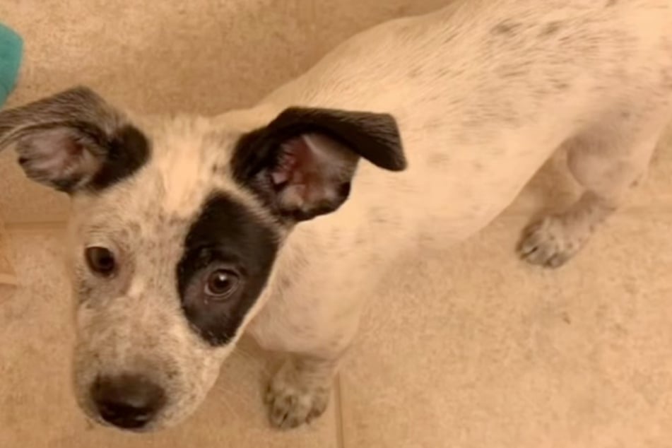 So süß: So sah Joni, damals noch Cookie, als Welpe aus.