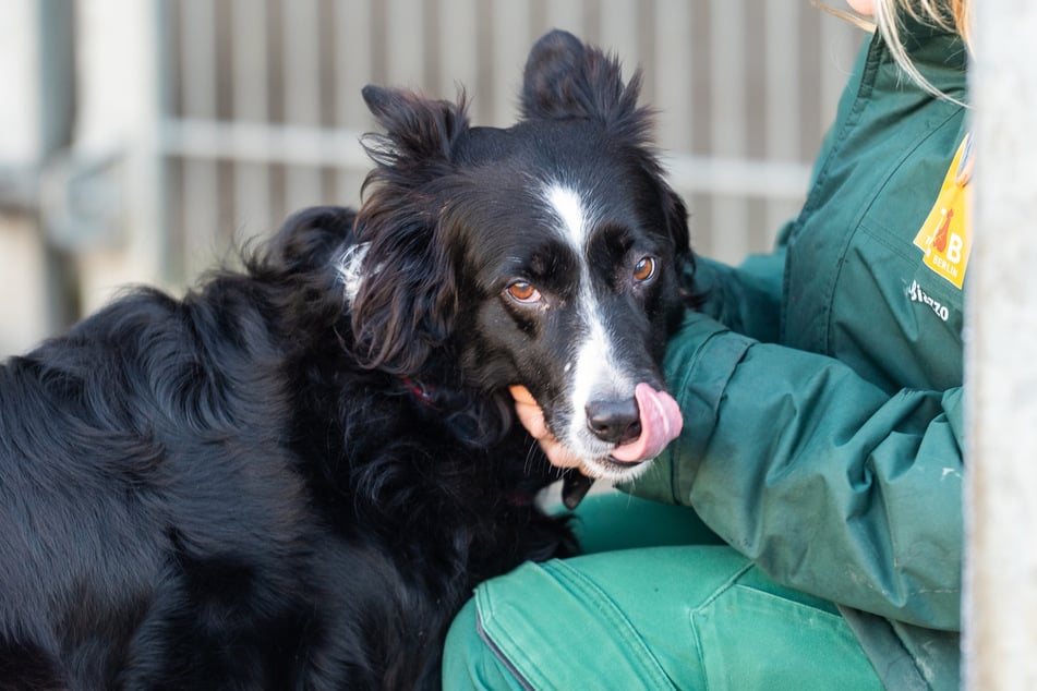 Der Alltag im Tierheim Bergheim nahe Köln wird bald in einer eigenen WDR-Doku gezeigt. (Symbolbild)