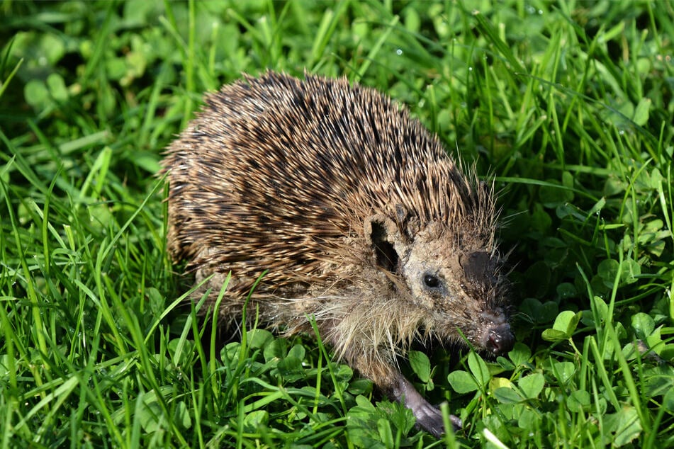 Die Anzeichen für einen kranken Igel können unterschiedlich sein.