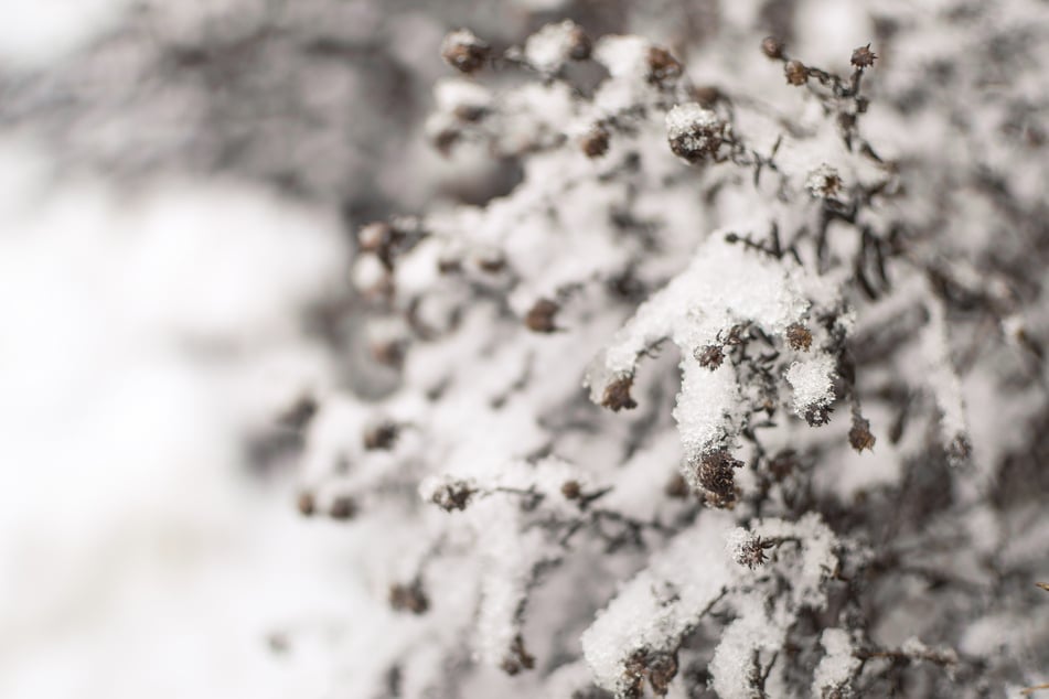 Eine wetterbedingte Überraschung ist an Heiligabend möglich. (Symbolbild)