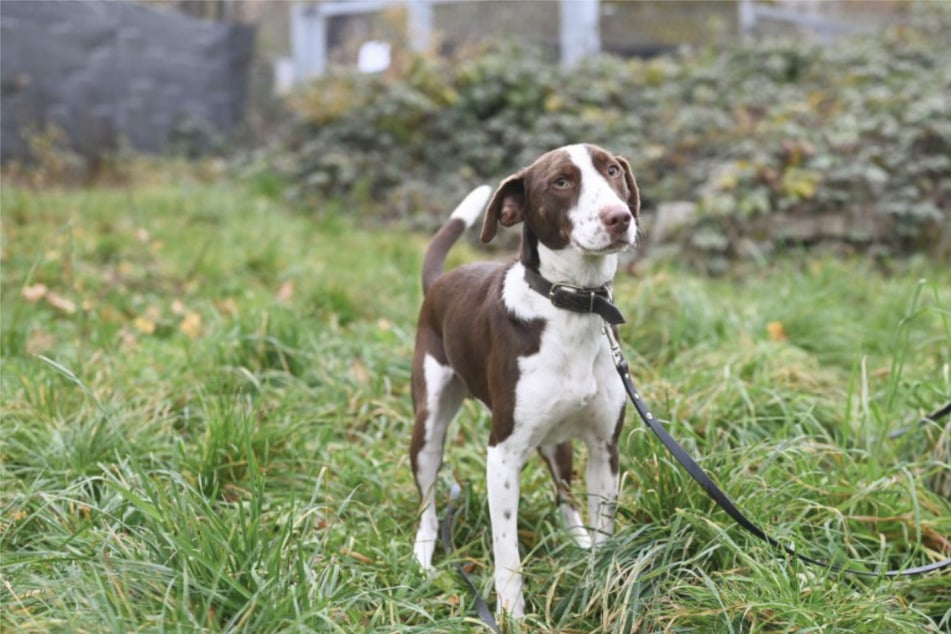Hund Bobbi hat einen schweren Start ins Leben gehabt und hofft auf ein liebevolles Zuhause.