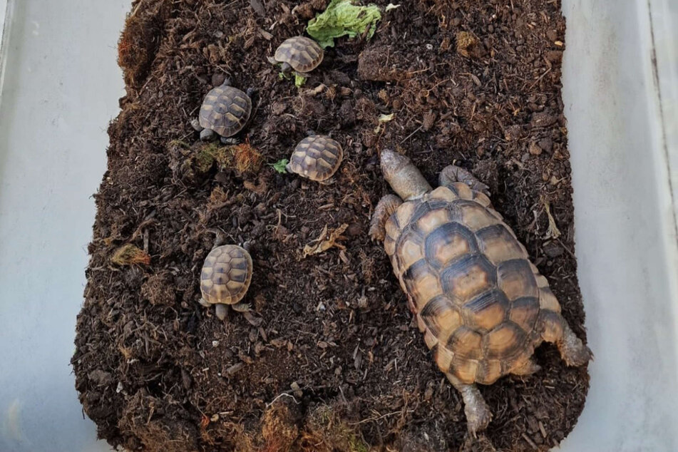 Die Schildkröten-Familie konnte nicht mehr gerettet werden. Die Tiere waren vermutlich erfroren.