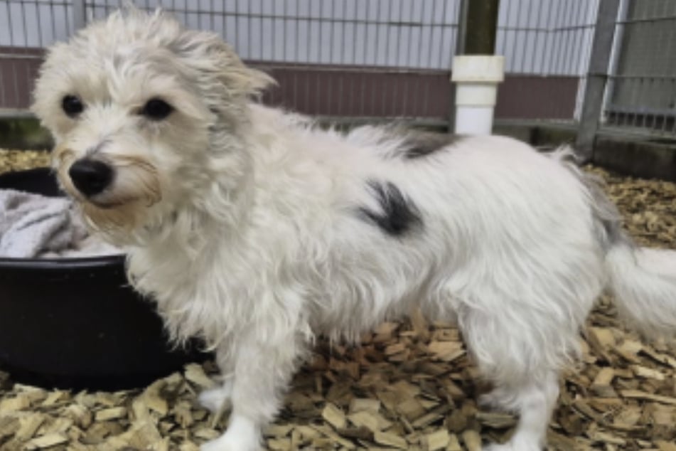 Im Tierheim zeigt sich der Terrier-Havaneser-Mix bislang von seiner freundlichen und neugierigen Seite.