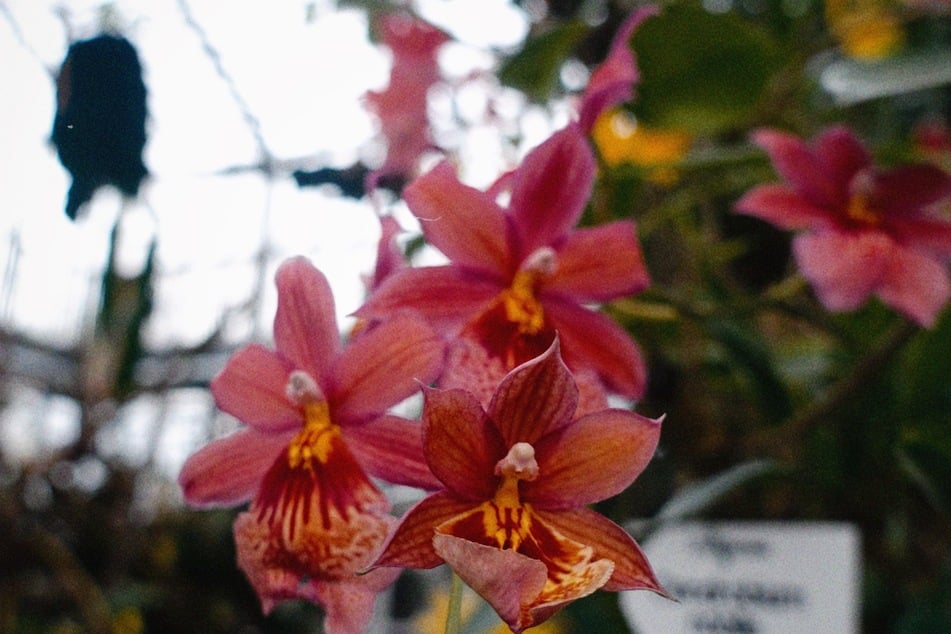 Ein Blütenmeer aus wahren Exoten: Diese Schönheiten gibt es bei der Orchideenschau im Botanischen Garten zu sehen.