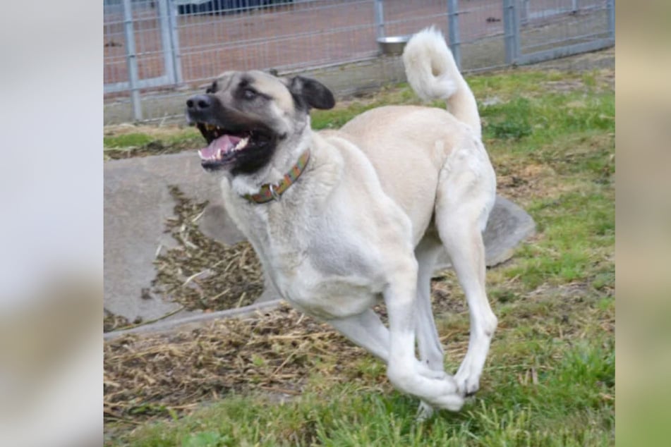 Der große Hund ist auf seinen Hinterbeinen 1,80 Meter groß und will als Herdenschutzhund bewachen.