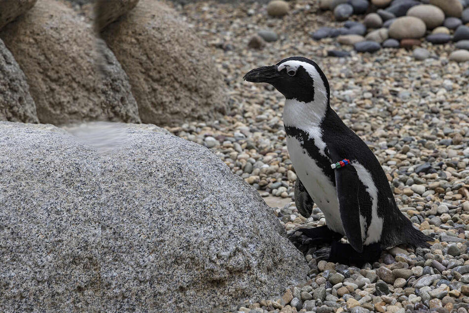 Penguin at the San Diego Zoo gets back on his feet with custom-made boots!