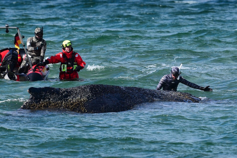 Robert Marc Lehmann (43) war nah am Wal. Ein Vorgehen, das Experten nicht empfehlen.