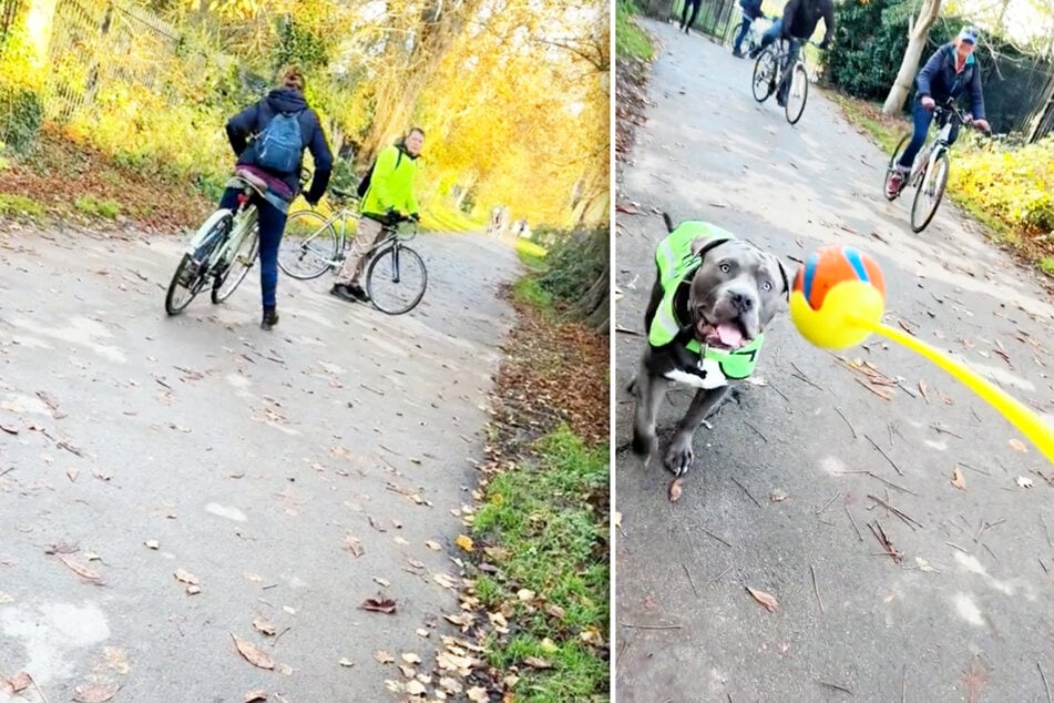 Hund trägt "Freundlich"-Weste, doch Radfahrer fordert trotzdem Maulkorb!