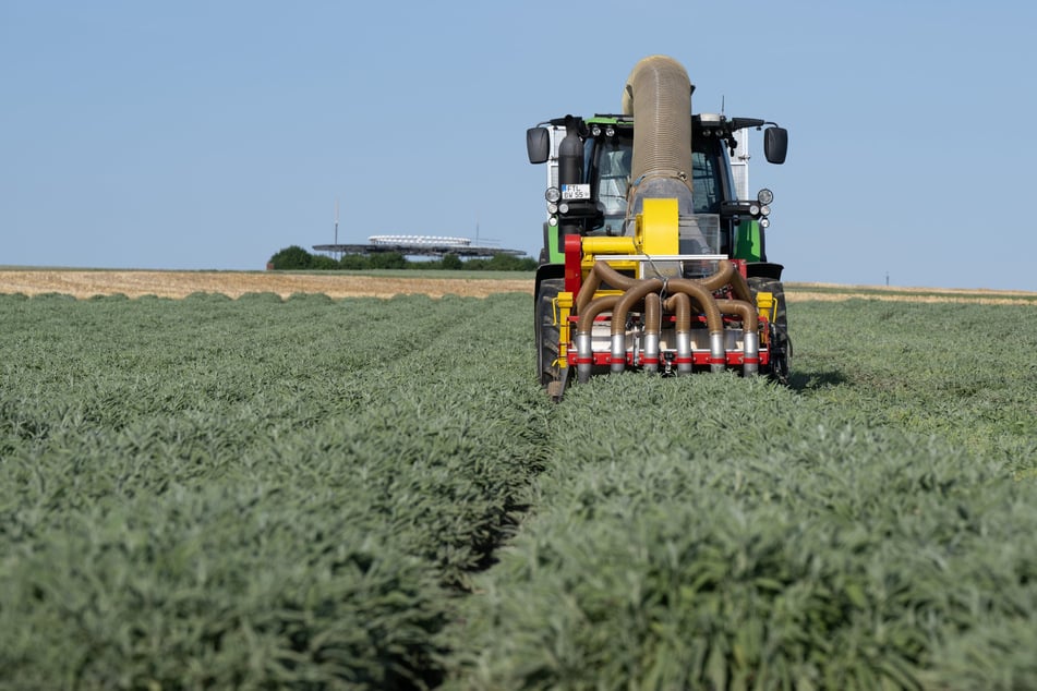 Ein Traktor während der Ernte. Direktzahlungen (rund 240 Euro je Hektar) erhalten alle landwirtschaftlichen Unternehmen. Das sind rund  7000 in Sachsen.