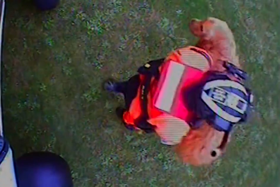 The US Coast Guard came to this golden retriever's rescue after he fell off a cliff.