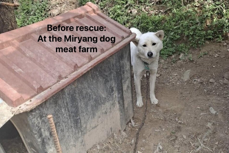 Im Jahr 2023 wurde die Hündin Aurora aus einem Hunde-Fleischhandel in Südkorea gerettet.