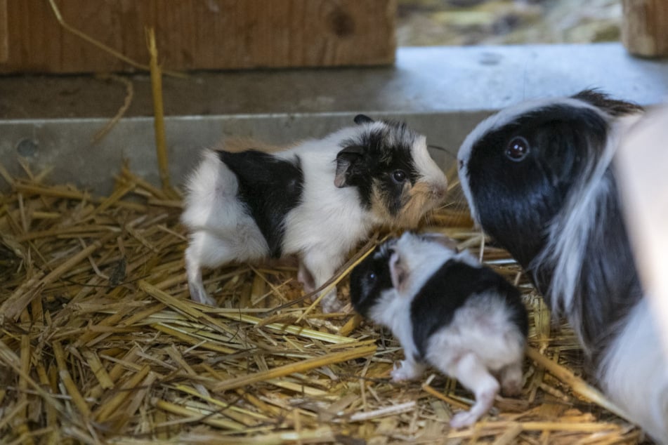 Die kleinen und großen Tiere freuen sich auf Euren Besuch.