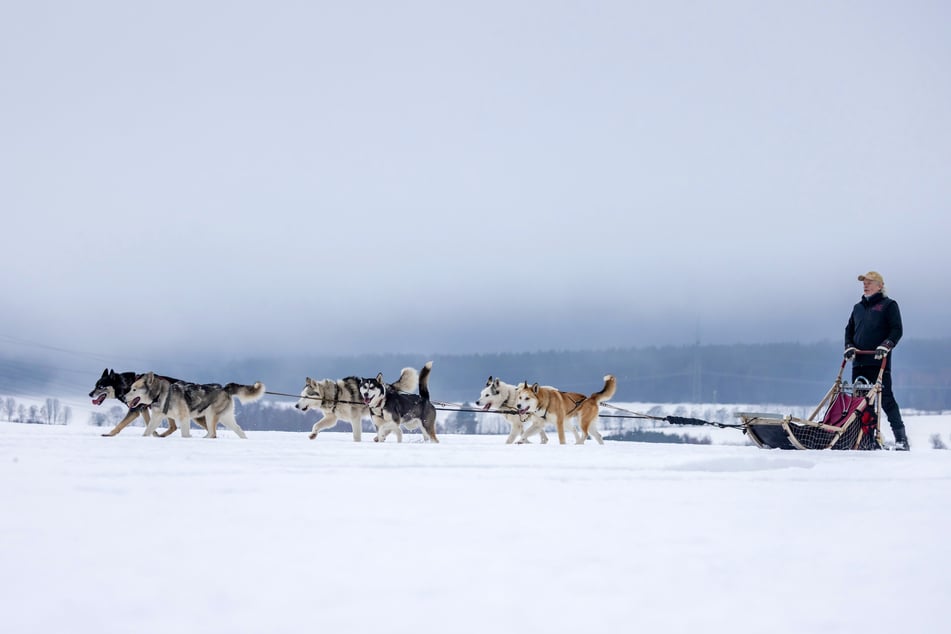 Rund 300 bis 350 Gäste kommen pro Saison zu den Huskys im Erzgebirge.