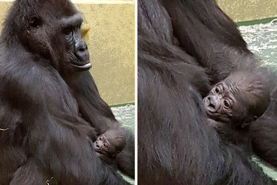 Die Gorilladame Louna hält im Gehege ihr Baby im Arm (links). Der Kleine wirkt schon recht kräftig.
