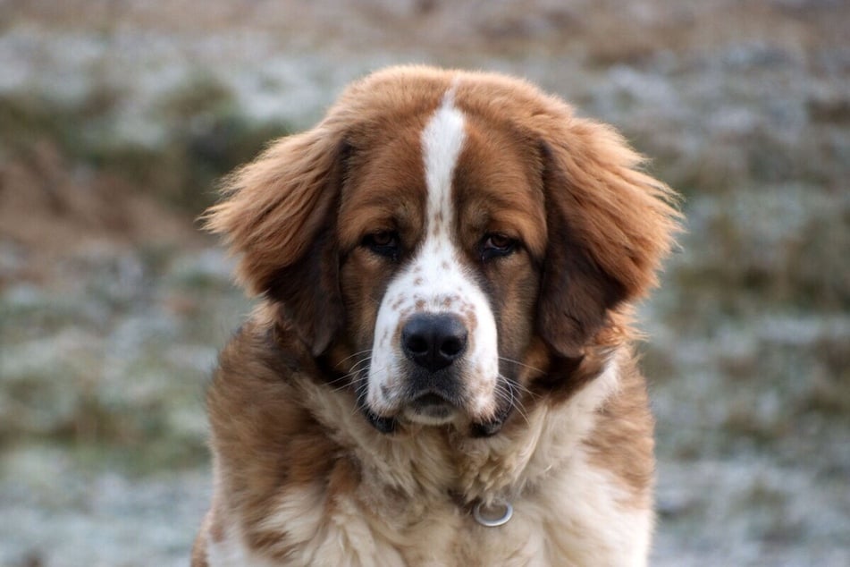 Der Moskauer Wachhund wird seinem Namen gerecht und ist ein typischer Wachhund.