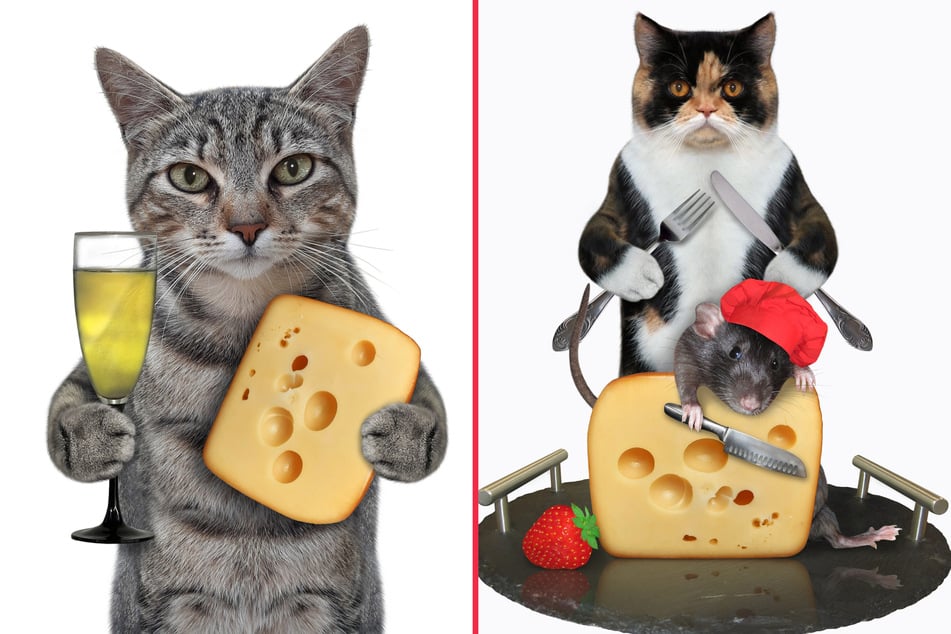 Cats are lactose intolerant and shouldn't eat too much dairy.