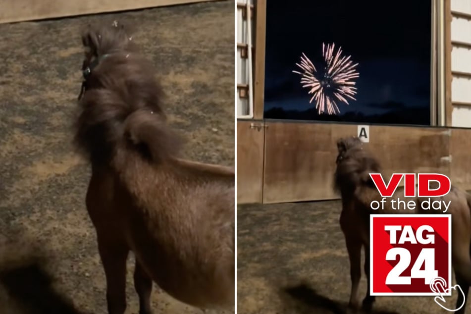 Today's Viral Video of the Day features a little horse who got to see fireworks outside of his barn for the first time ever!