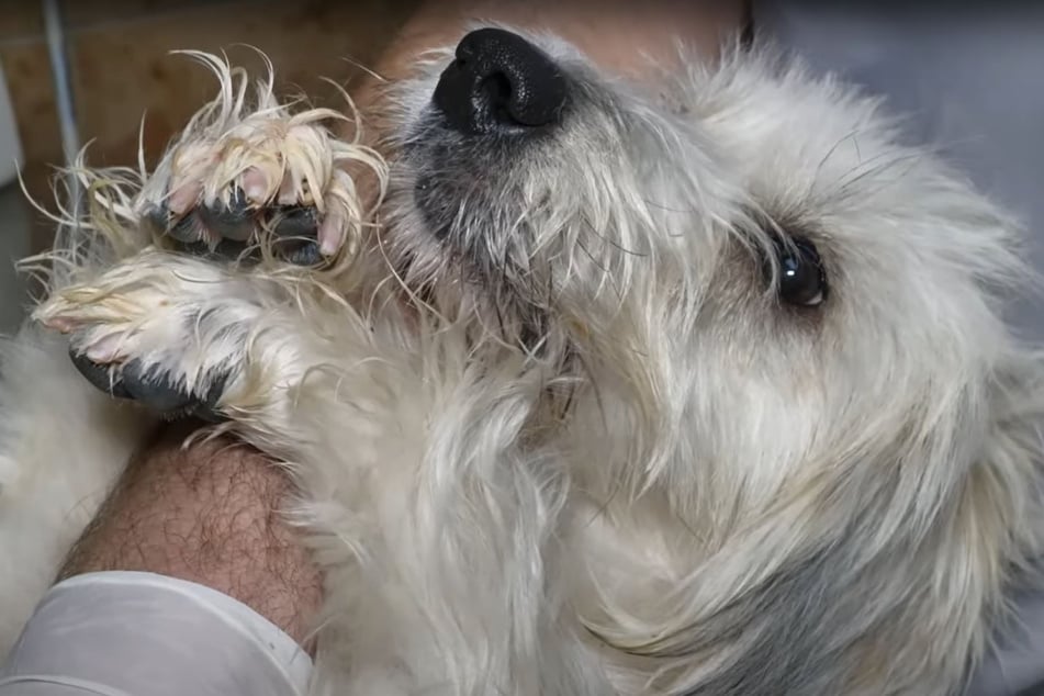 Wie rührend: Der kleine Hund klammert sich vor Angst am Arm des Tierarztes fest.