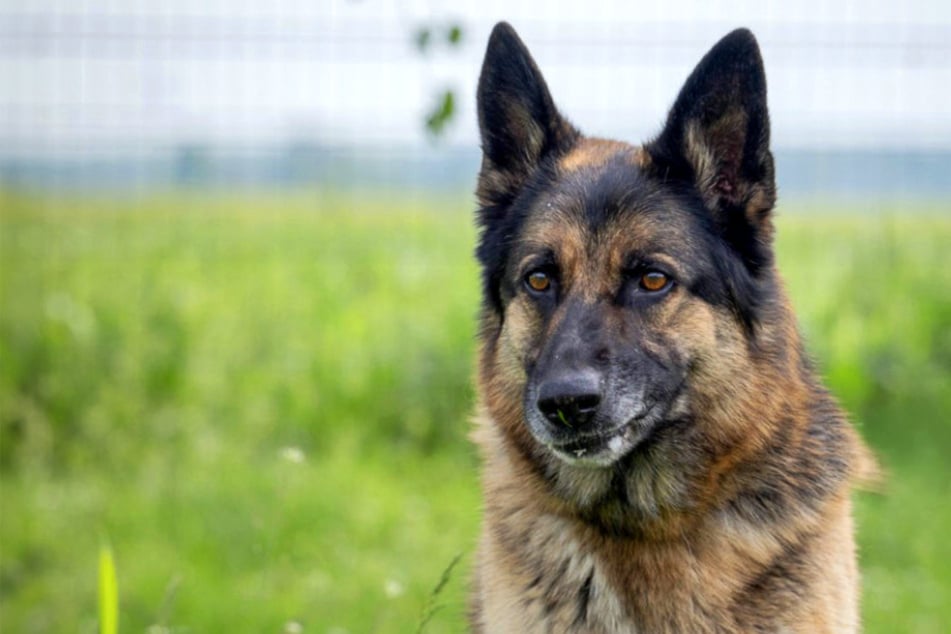 Hund mit Maulkorb an Baum festgebunden: Aron von Besitzern kaltherzig ausgesetzt