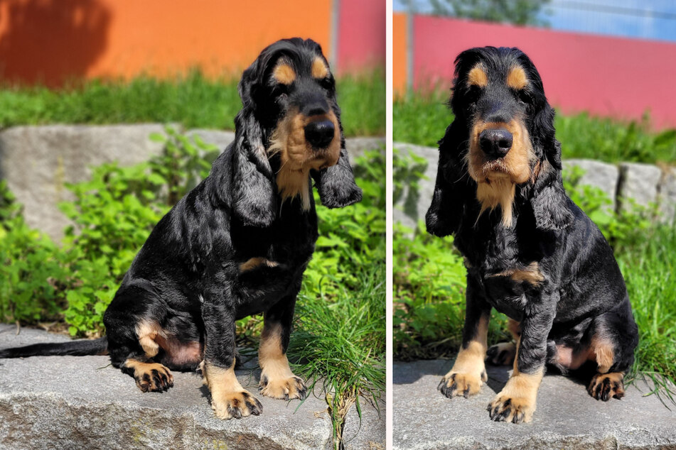 Cocker Spaniel "Mika" sucht erfahrene Halter.