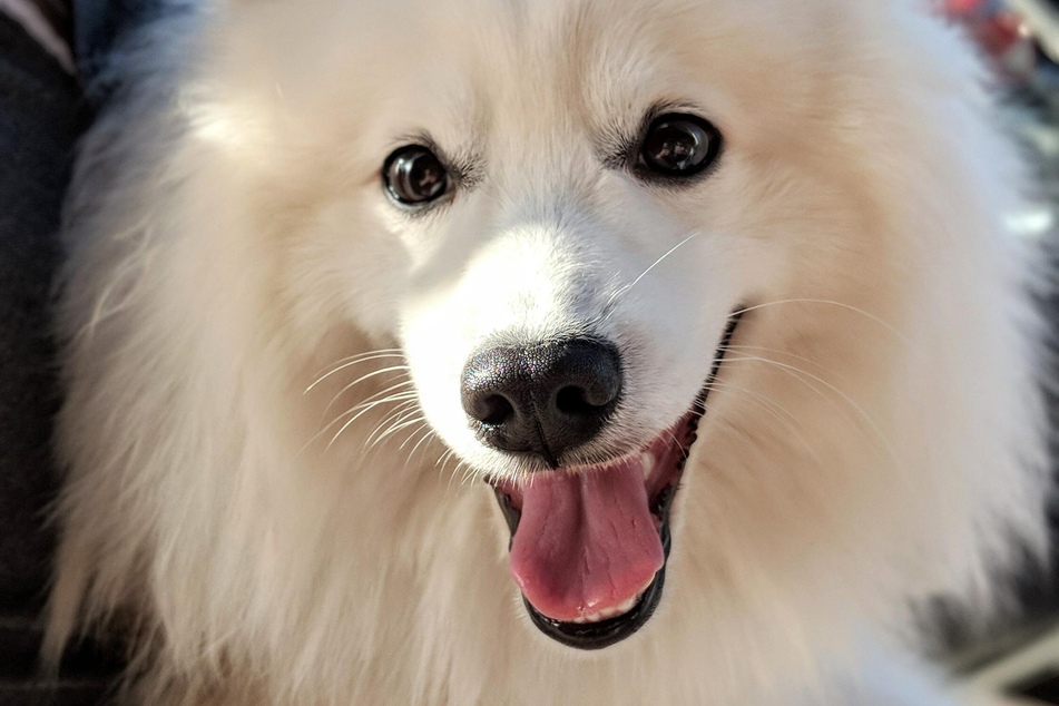 Hunde können zwar schwitzen, aber das reicht nicht, um sich abzukühlen.