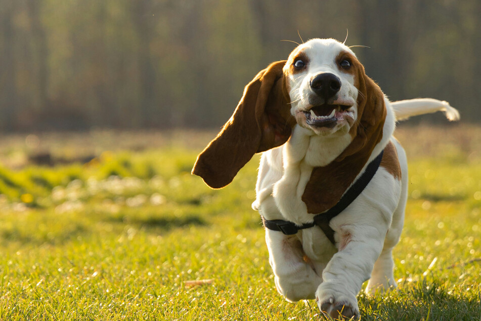 Few dogs are as relaxed, chilled out, and a little bit silly, as the basset hound.