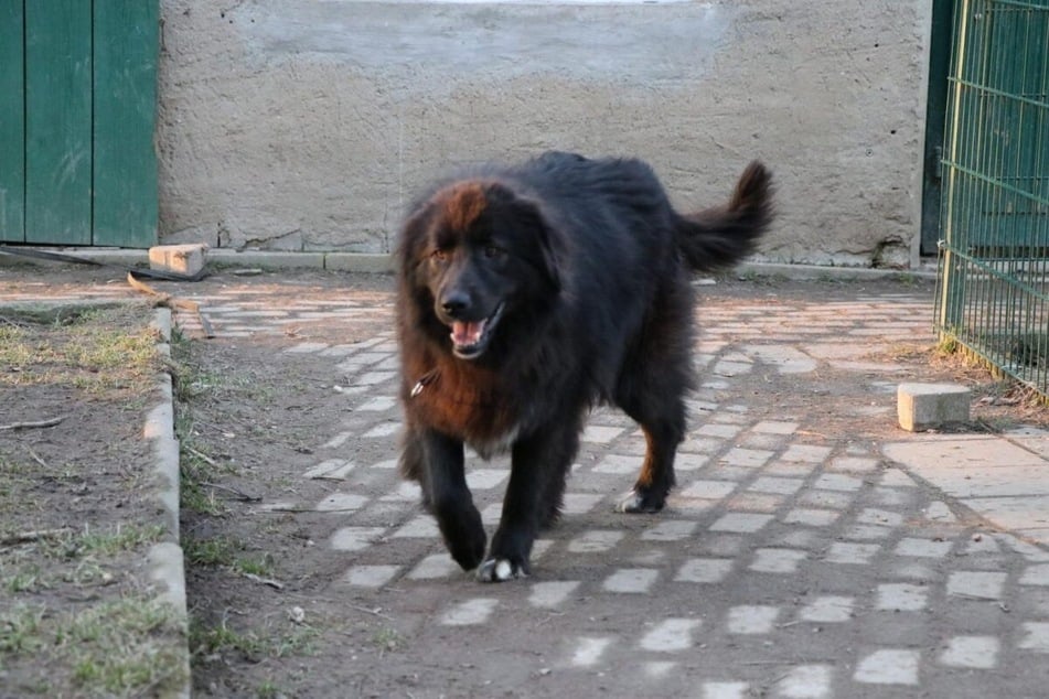 Wer schenkt Tilly ein liebevolles Zuhause?