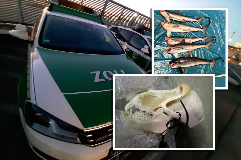 Unter anderem stellten die Zollbeamten bei den Kontrollen den Schädel eines Pavians und fünf tote Milchhaie sicher.