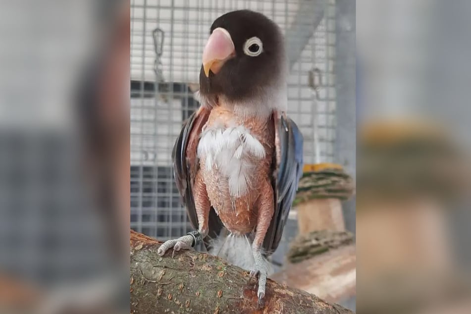 Der arme Vogel hat aus bislang unbekannten Gründen einige seiner Federn verloren.