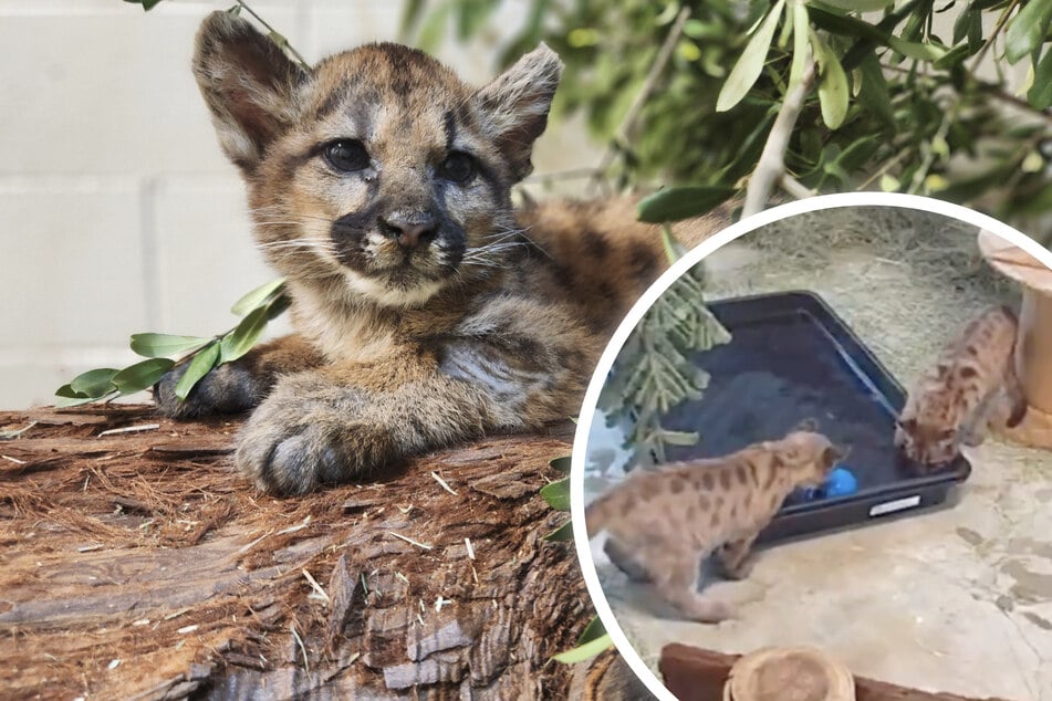 Two mountain lions with a heartbreaking story become internet stars!