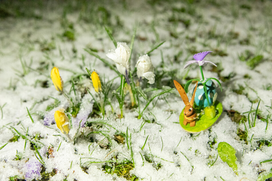 Die Frühblüher waren im Erzgebirge von einer leichten Schneedecke bedeckt.