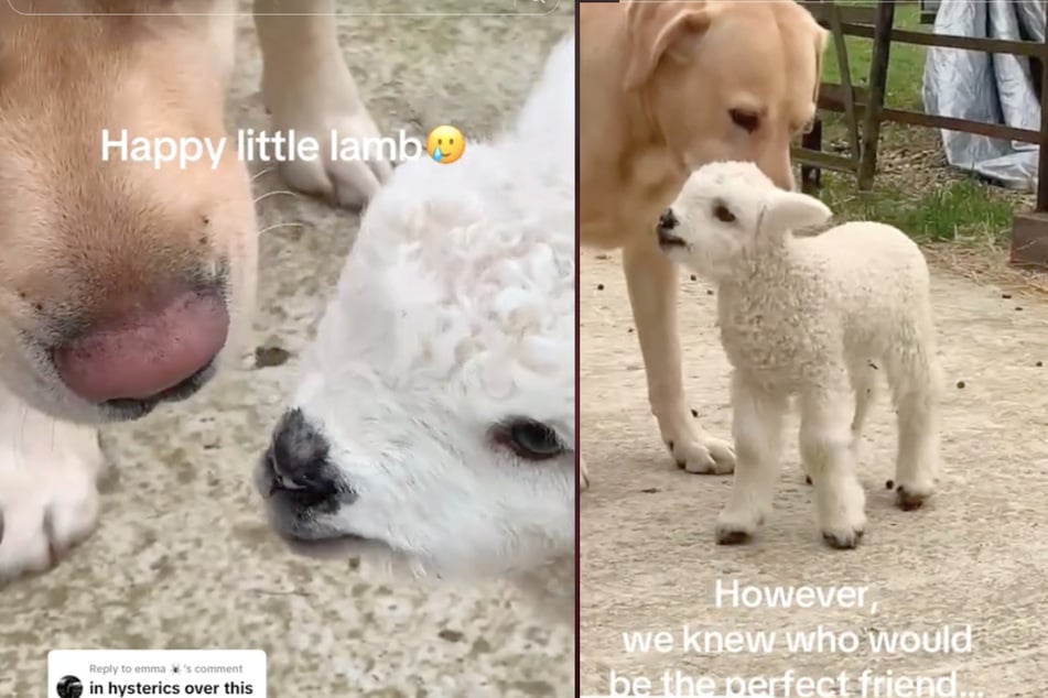 After the newborn lamb had been rejected by everyone else, a Labrador dog stepped up.