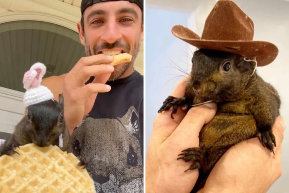 A squirrel named Peanut who was propelled to the heights of internet celebrity has been euthanized, New York authorities said Friday.