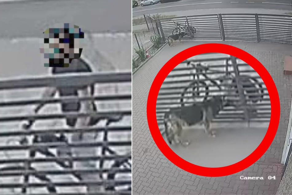 Kameras nehmen auf, wie ein Radfahrer einen Hund vergiftet