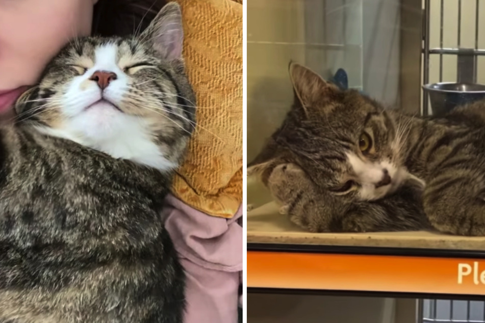Shelter cat makes incredible transformation when he meets his new family