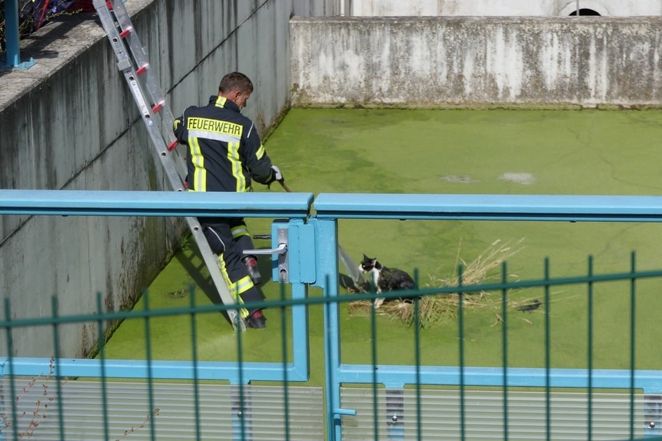 Die Feuerwehr stieg in das Becken hinab ...