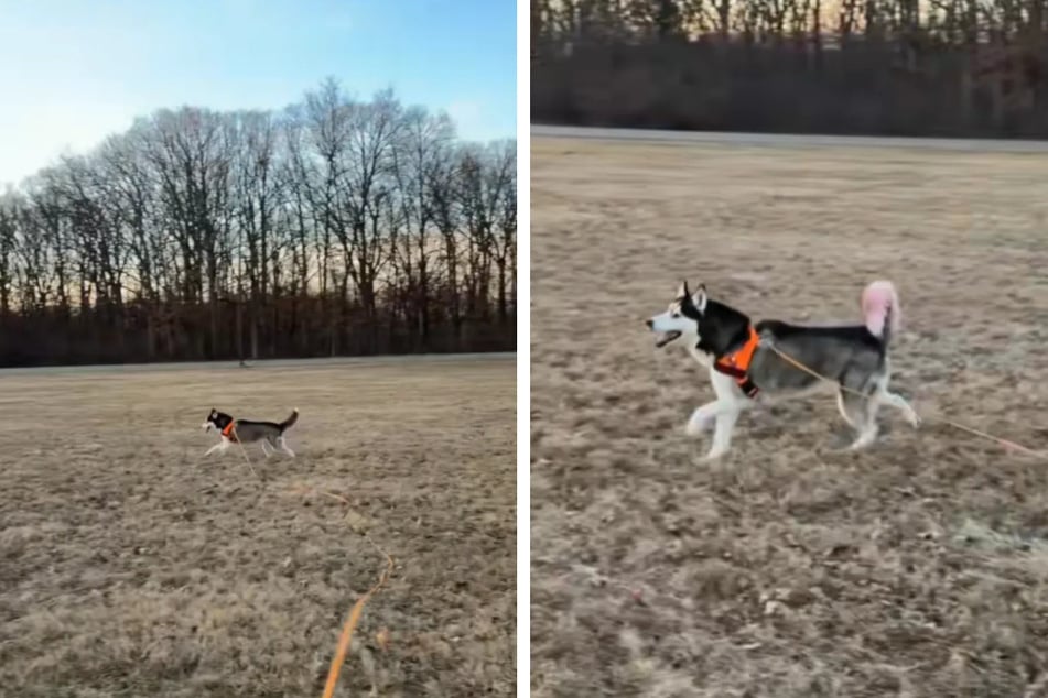 Um sich dennoch frei bewegen zu können, lernte die Hündin ein ganz spezifisches Wort von ihrem Frauchen.