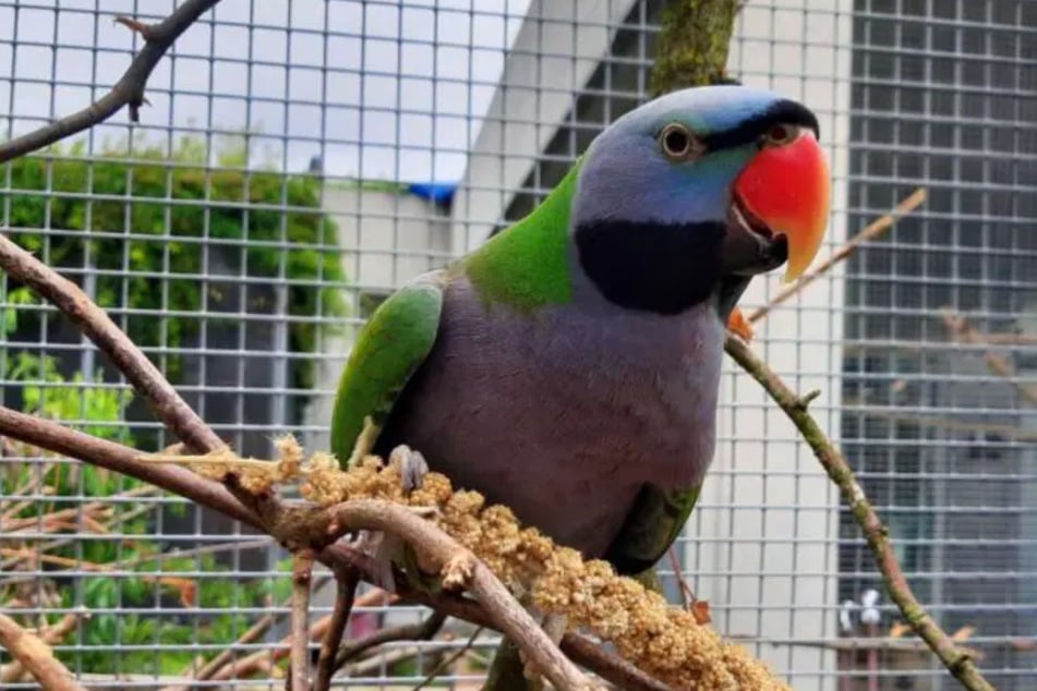 Rio (9) ist ein Chinasittich, der im Berliner Tierheim auf ein neues Zuhause wartet.