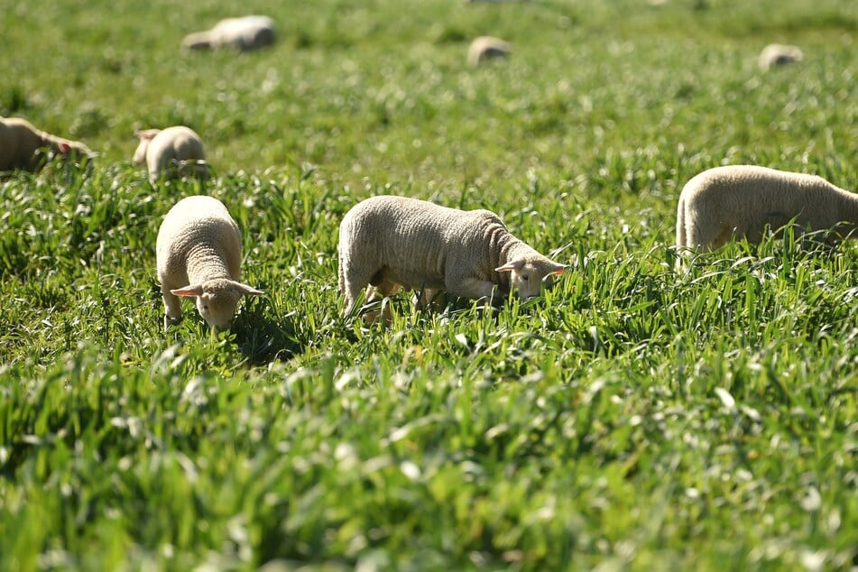 Mehr als 270 trächtige Schafe verschwanden spurlos von der Farm im Bundesstaat Western Australia. (Symbolfoto)