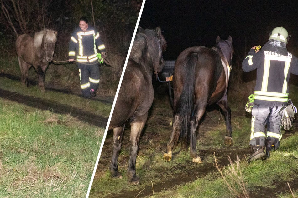 Begegnung der besonderen Art: Tierischer Einsatz zu Halloween