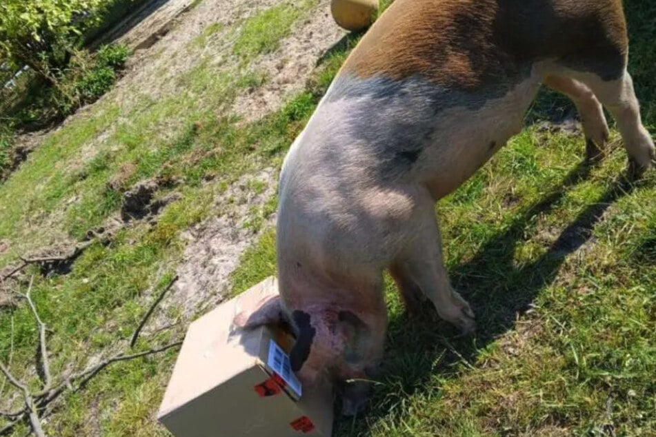 230 Kilogramm gute Laune: Eber Fritzi aus dem Berliner Tierheim.