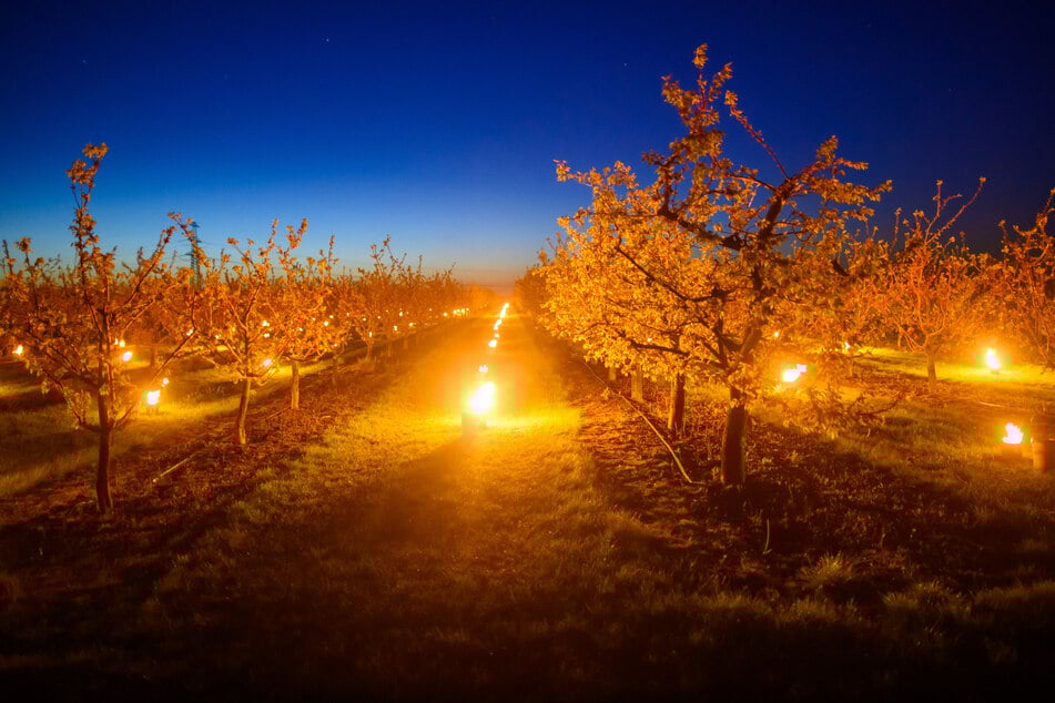 Was für ein Anblick: Darum erleuchten Kerzen derzeit Obstbäume in der Börde