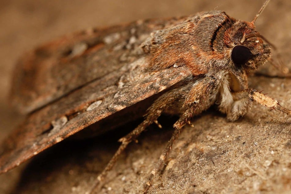 Moth discovered using stars to navigate long distances in landmark findings!