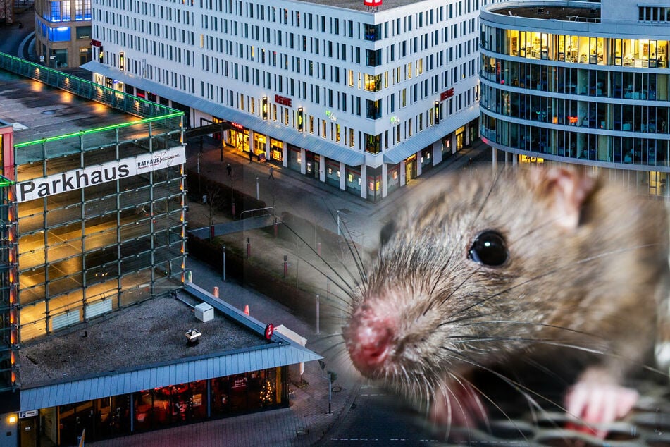 In der Chemnitzer Innenstadt "Am Wall" sind Ratten unterwegs. (Bildmontage)