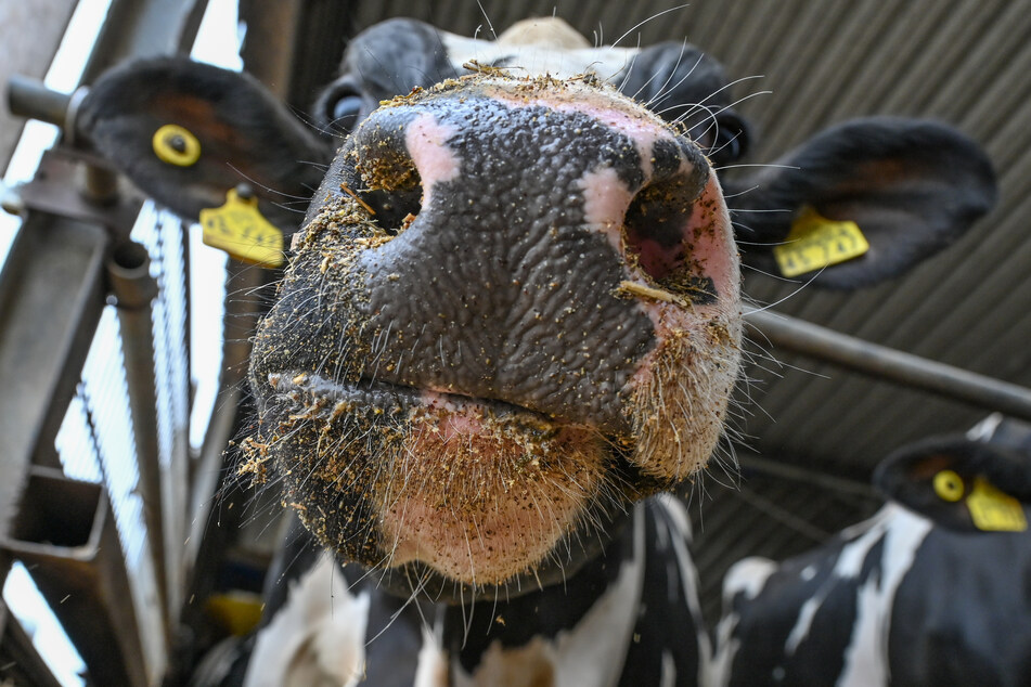 Für die Klimaschutzziele überlegt die irische Regierung 200.000 Kühe zu töten. (Symbolbild)