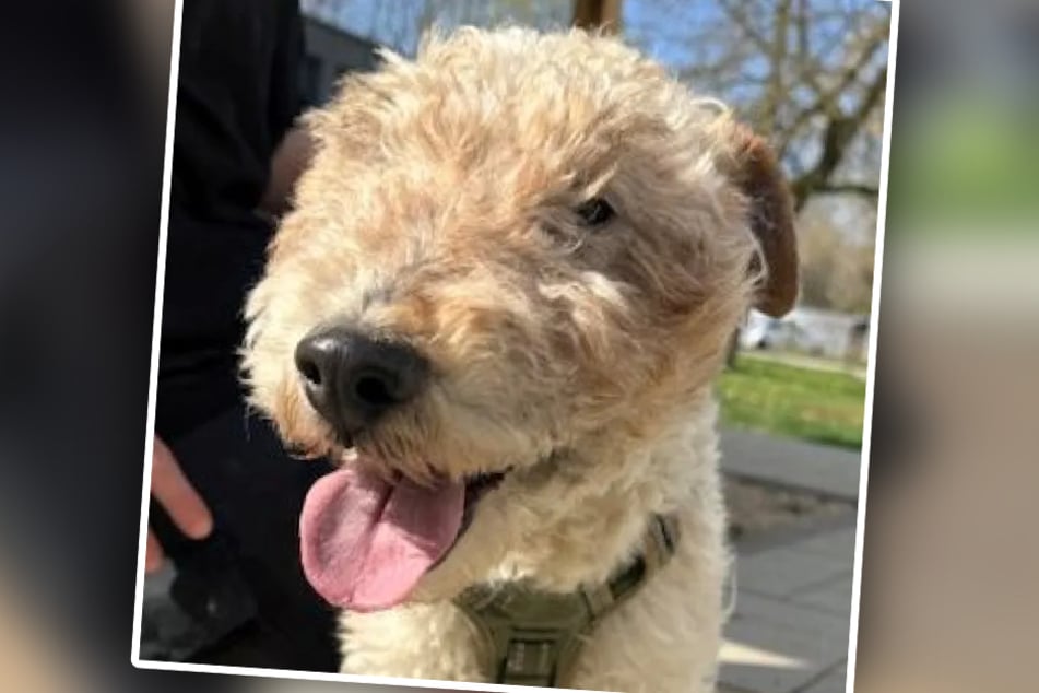 Ursprünglich stammt der Foxterrier aus Rumänien, siedelte vor Kurzem aber ins Rheinland um.